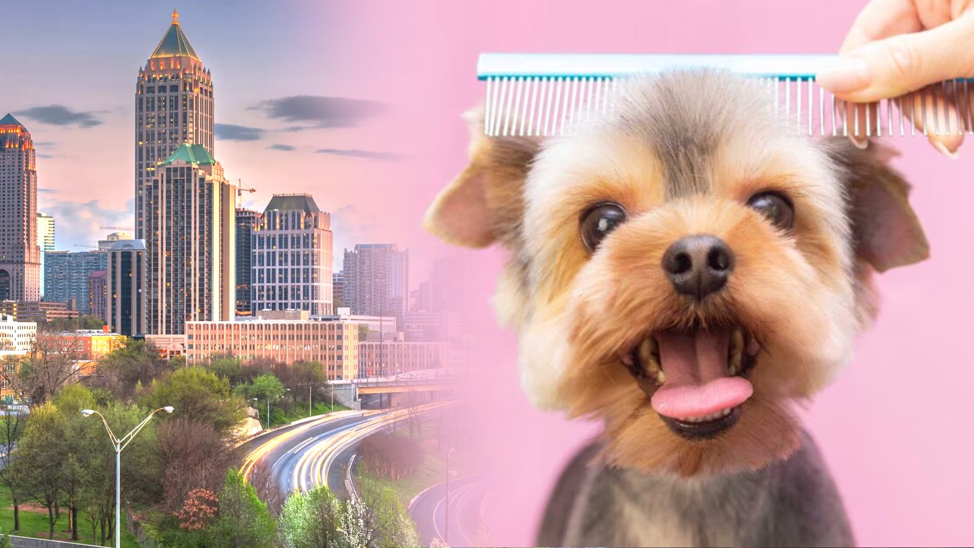 Pet Grooming BizBuySell